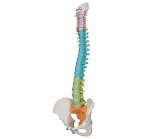 YA/L037F  Plastic Colored Flexible Vertebral Column Model For Teaching Medical Science