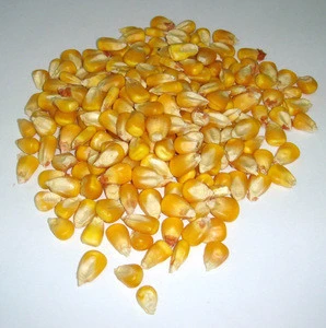 Yellow Corn For Human Consumption, As Animal Feed