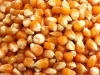 Yellow Corn/ Yellow Maize non GMO