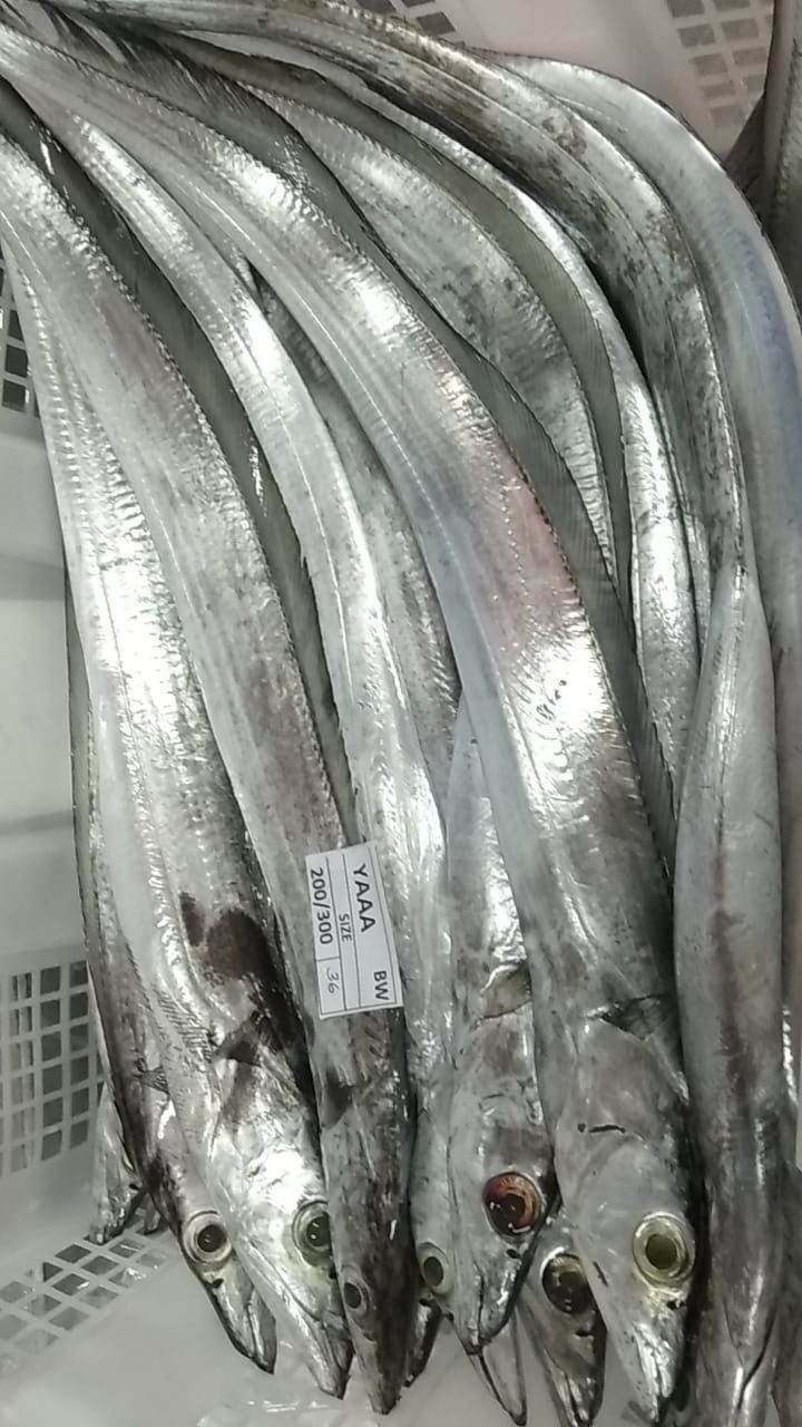 Buy Frozen Ribbon Fish from PT. Sentral Export Indonesia, Indonesia ...