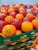 Import Fresh and Dried Valencia / Navel Orange from Egypt
