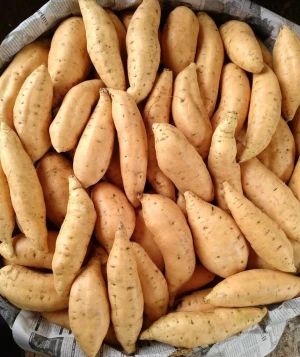 Fresh Honey Sweet Potato Cilembu