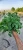 Import Moringa from Iran