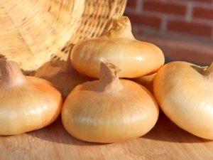 Top grade Cipollini Onions for food use