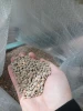 Brown Lentils