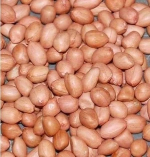 Blanched and Unblanched Peanut Kernel