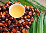 Palm Oil (Malaysia)
