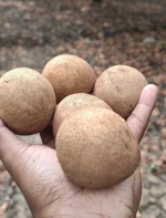 Sapota- chikoo