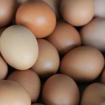 Chicken Eggs White and Brown