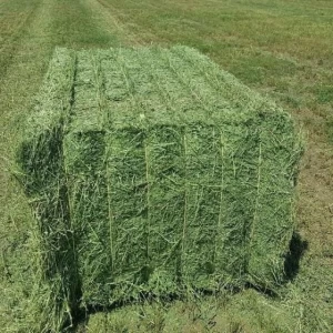 Animal Feeding Timothy or Alfalfa Hay in Bales for Sale for Wholesale/ Super Top Quality Alfafa Hay