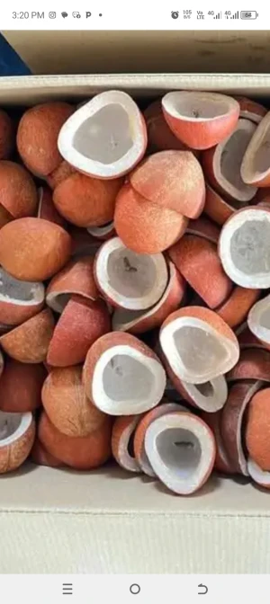 Driy coconut 🥥