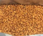 Wholesale Top Quality Almond Nuts