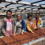 Supplier Indonesia green coffee beans and roast coffee bean 100% authentic