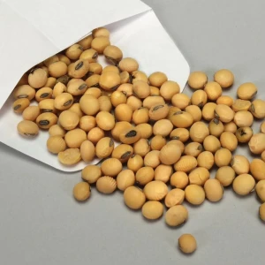 Wholesale Soybeans – Top Quality, Competitive Price, Global Shipping