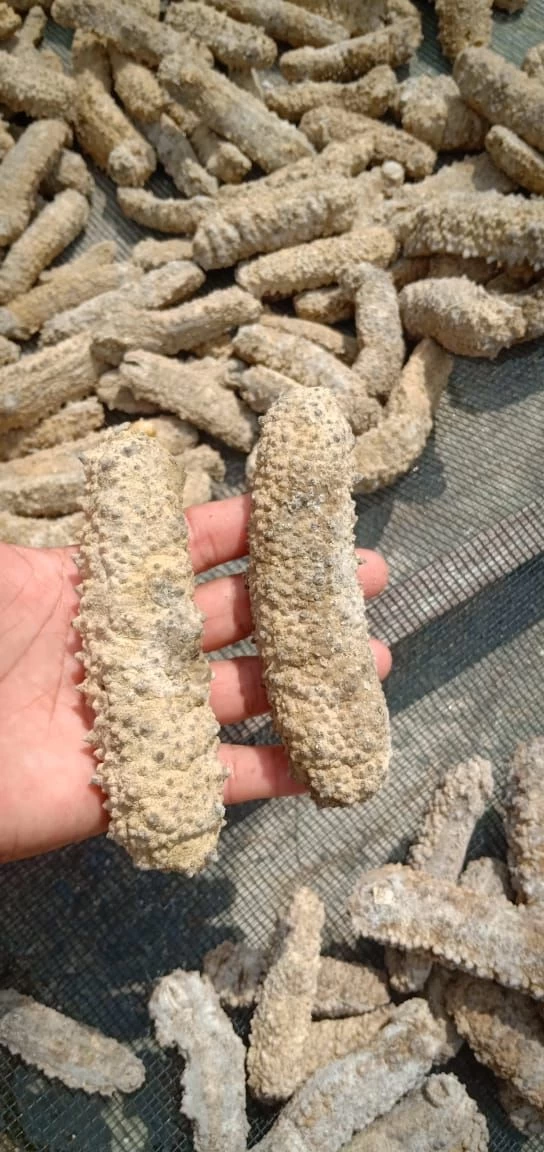 Buy Dried Sea Cucumber from Sea Cucumber Supplier, Indonesia