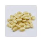 Bulk supply of white corn for food processors and distributors