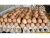 Import Fresh Chicken Table Eggs/Fresh Chicken from Germany