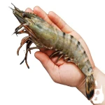 Frozen Red Spotted shrimp wholesale bulk supply premium fresh frozen shrimp