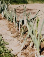 Australian Wheat/Sorghum/Barley/Chickpeas/Cotton Seed/Lentils/Canola Seed