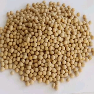 GMO and Non GMO Soyabean/Soybean Wholesale Price