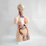 medical science 85cm unisex torso 23 Parts