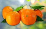 Fresh Mandarin Tangerines Juicy and Easy to Peel