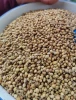 Coriander Seeds - JRR INTERNATIONAL