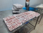 Fresh Frozen Whole Round Loligo Squid from Indonesia