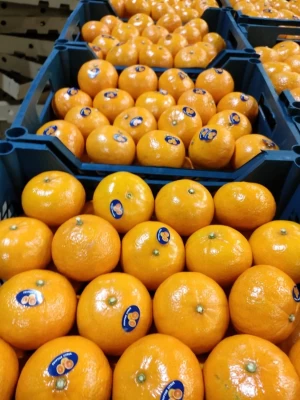 Fresh and Dried Valencia / Navel Orange