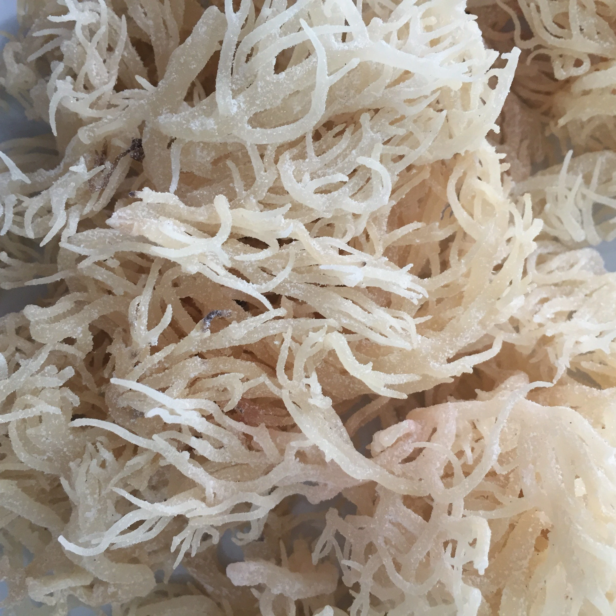 100% Organic Seamoss - Irish Moss - High quality seafood from VietNam