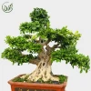 1.5M Primitive leaves Air root Ficus Microcarpa Bonsai for nursery landscape