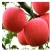 Import 2018 New Crop Pome Fruit Fresh Style Red Fuji Apple for export from China