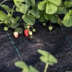 Agriculture greenhouse weight 5 oz  6 oz needle punched woven weed mat fabric pp ground cover for home garden