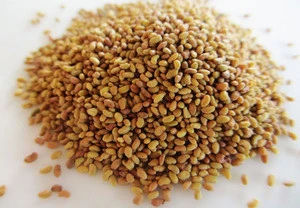 Alfalfa grass seed