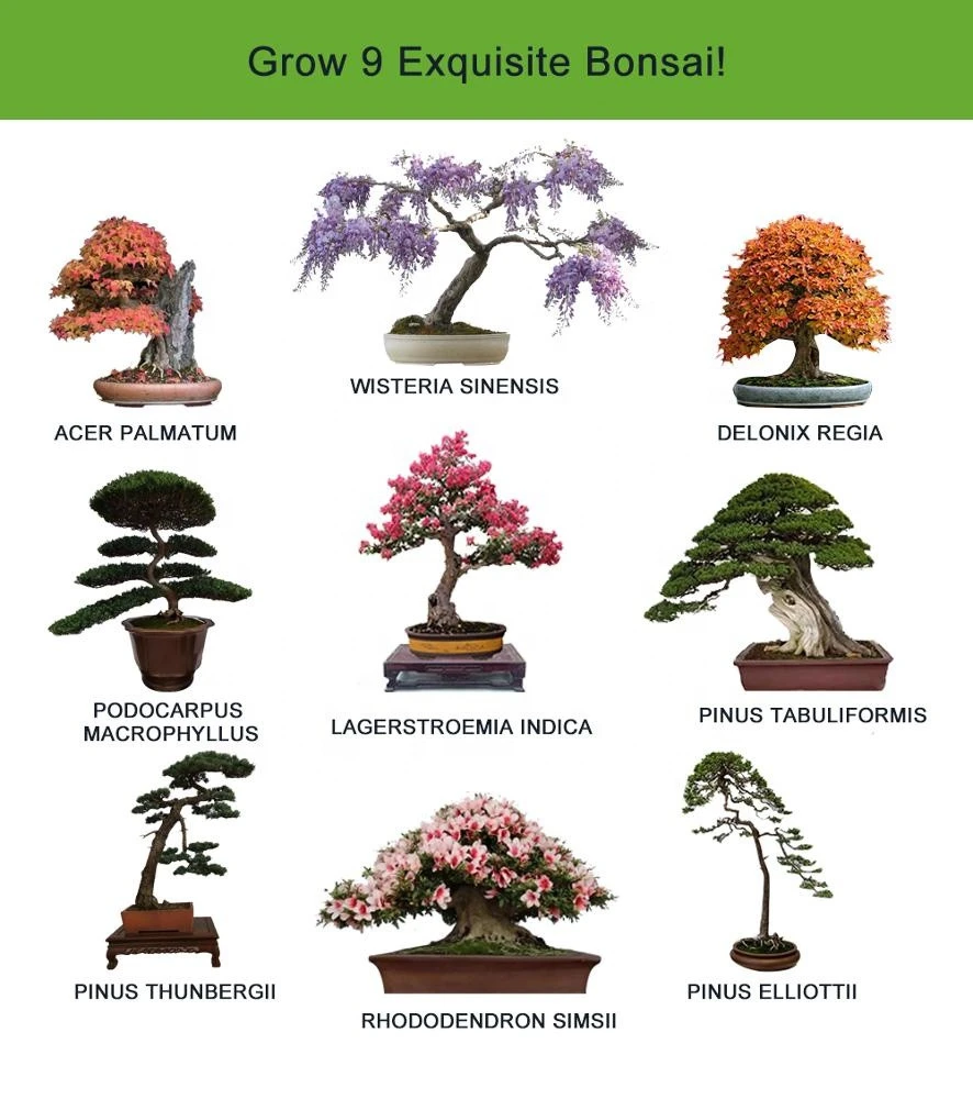 Amazon Top Selling DIY real live bonsai tree starter kit grow to Podocarpus Macrophyllus