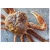Import Angulyatus Snow Crab (Chionoecetec Angulatus) Alive from Russia