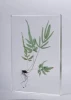 animal and plants specimen teaching resources animal clear resin embedded specimen