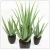 Import Artificial aloe bonsai plants for decorationfor Garden decoration from China