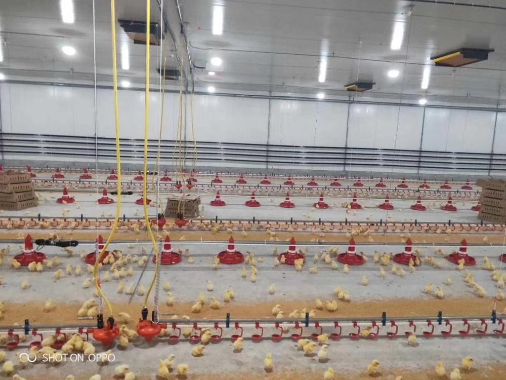 Buy Automatic Poultry Equipment For Restaurant Chicken Feeding System ...