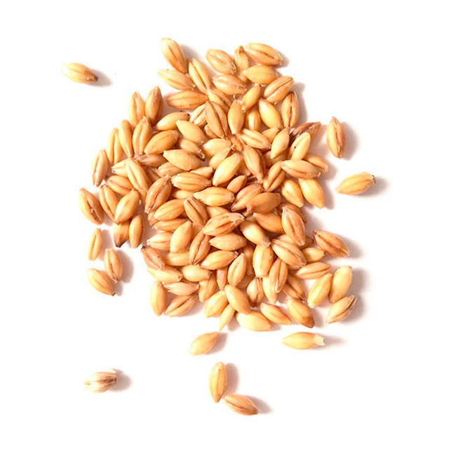 barley seeds for growing