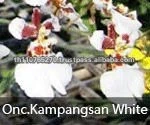 BB Orchids, Orchid plants fresh from Thailand : Kampangsan White