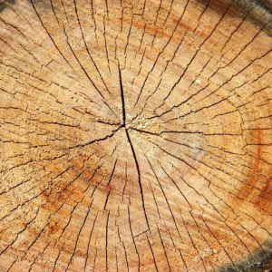 Best oak , pine , spruce , birch , OAK and ASH Lumber/Woods