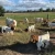 Import boer goats sale from South Africa
