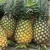 Import Bulk pineapple / Fresh pineapple exporters / Pineapple export boxes from Vietnam