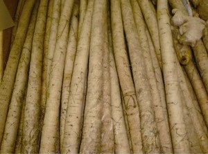 Burdock roots/healthy fresh burdock for sale