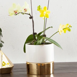 Ceramic Planter Flower Pots Container Self Watering With Gold Base