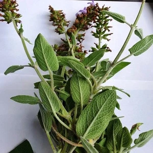 Clary Sage Hydrosol, Salvia Triloba-Salvia Pratensis-Greek Sage