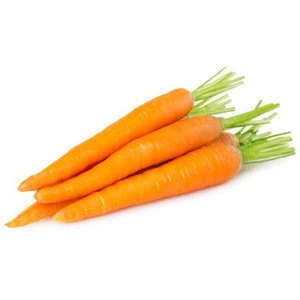 COMPETITIVE PRICE FRESH CARROTS/ DRIED CARROTS/ CARROTS POWDER