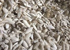 Cuttlefish Bone in bulk