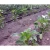 Drip Irrigation System for Agriculture
